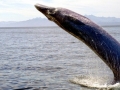 Bryde's Whale