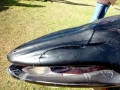 Bryde's Whale