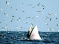 Bryde's Whale