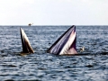 Bryde's Whale