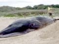 Bryde's Whale