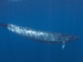 Bryde's Whale