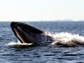 Bryde's Whale