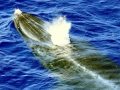 Bryde's Whale