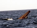 Bryde's Whale