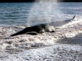 Bryde's Whale