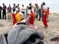 Bryde's Whale