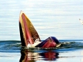 Bryde's Whale