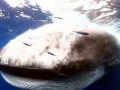 Bryde's Whale