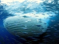 Bryde's Whale