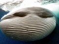 Bryde's Whale