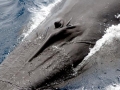 Bryde's Whale