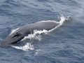 Bryde's Whale