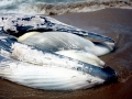 Bryde's Whale
