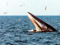 Bryde's Whale