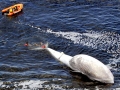 Bryde's Whale