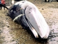 Bryde's Whale