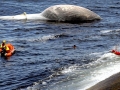 Bryde's Whale