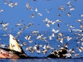 Bryde's Whale