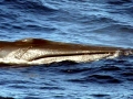 Bryde's Whale