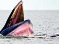 Bryde's Whale