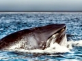 Bryde's Whale