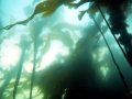 Bull Kelp