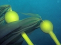 Bull Kelp