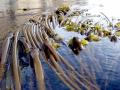 Bull Kelp