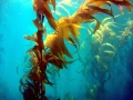 Bull Kelp