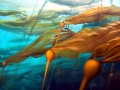 Bull Kelp