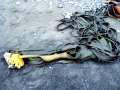 Bull Kelp