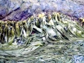Bull Kelp