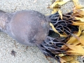Bull Kelp