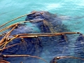 Bull Kelp