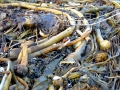 Bull Kelp