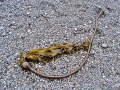 Bull Kelp