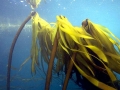 Bull Kelp
