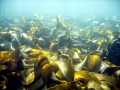 Bull Kelp