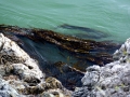 Bull Kelp