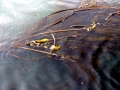Bull Kelp