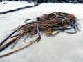 Bull Kelp