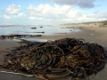 Bull Kelp