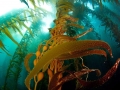 Bull Kelp