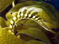 Bull Kelp