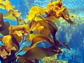 Bull Kelp