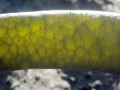 Bull Kelp