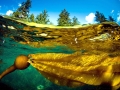 Bull Kelp
