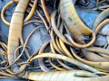 Bull Kelp