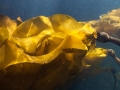 Bull Kelp